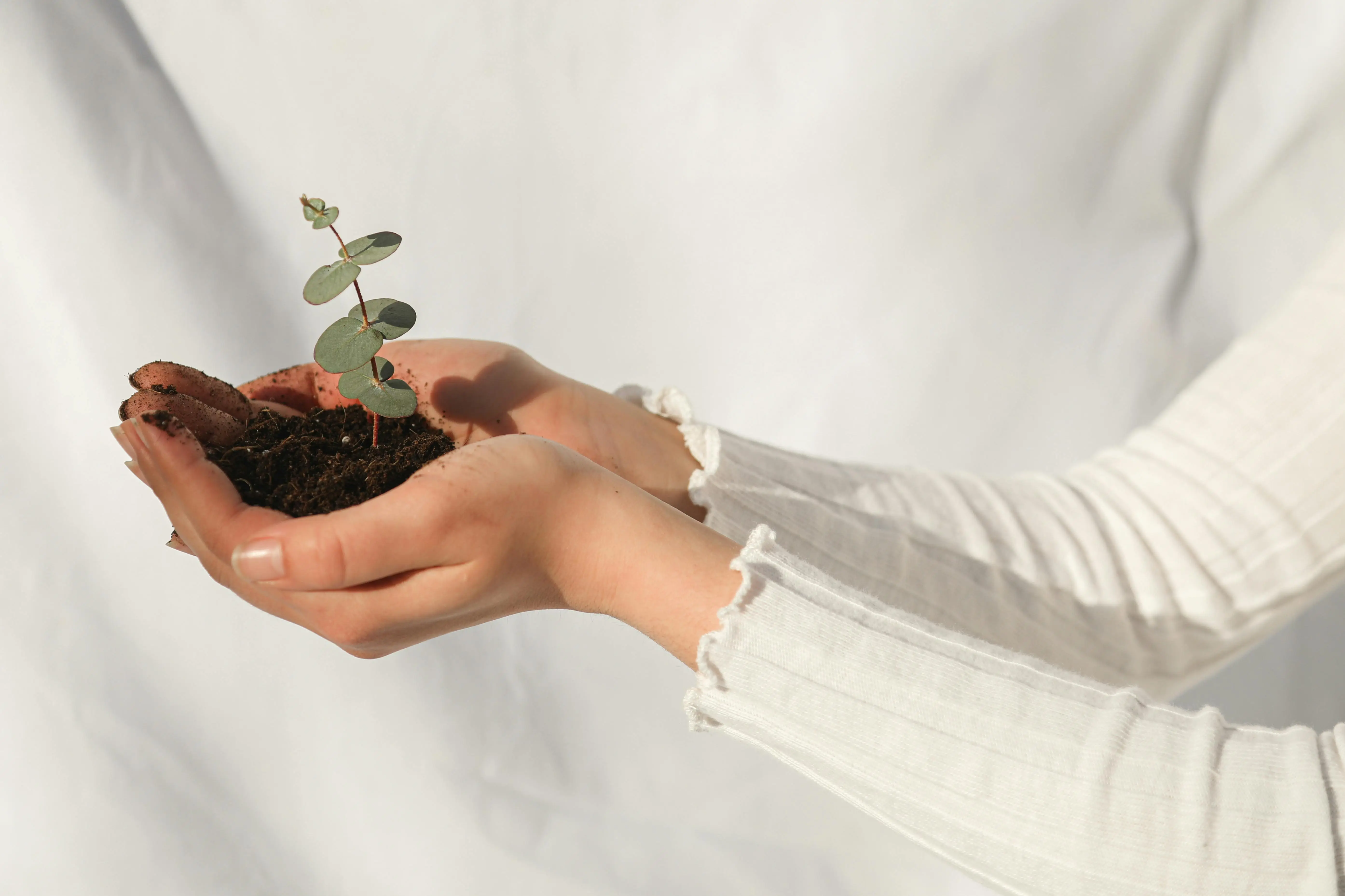 Eco-friendly concept presented with two hands. The palm of the hand holds a small growing plant and soil, representing the natural spirit of eco-friendly packaging materials.