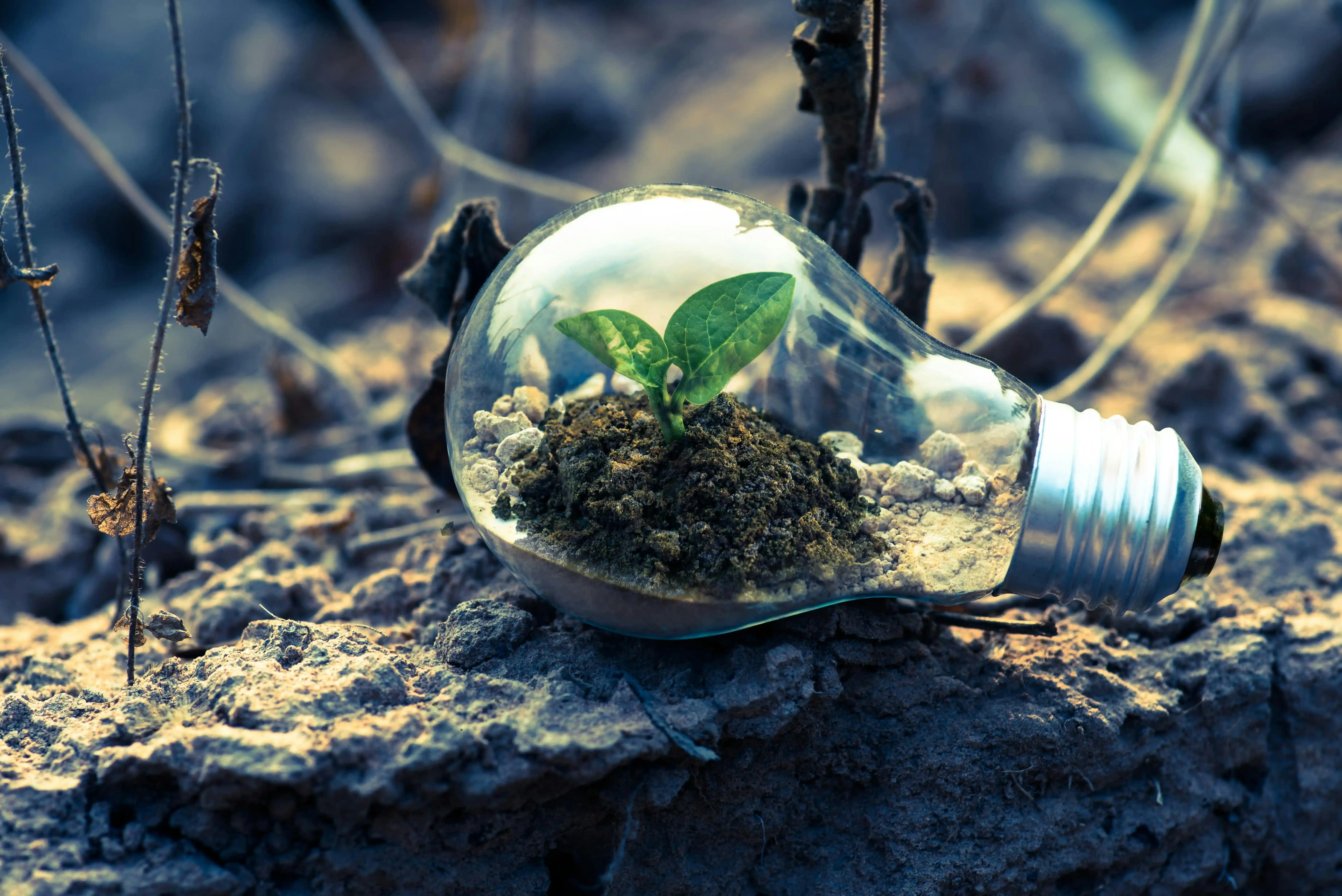 Small plants are planted inside the waste light bulbs to represent the concept of recycling and environmental protection, echoing the innovative design of the eco-friendly packaging.
